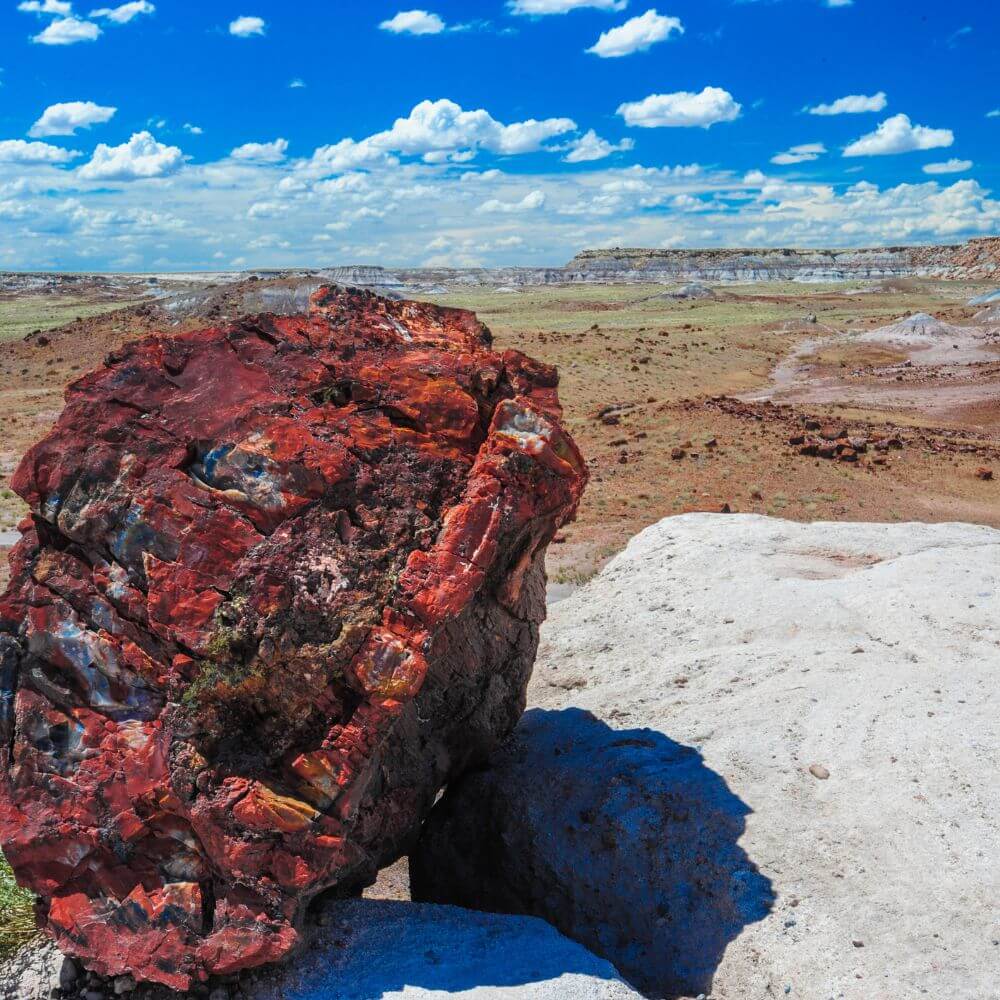 petrified forest gallery 5