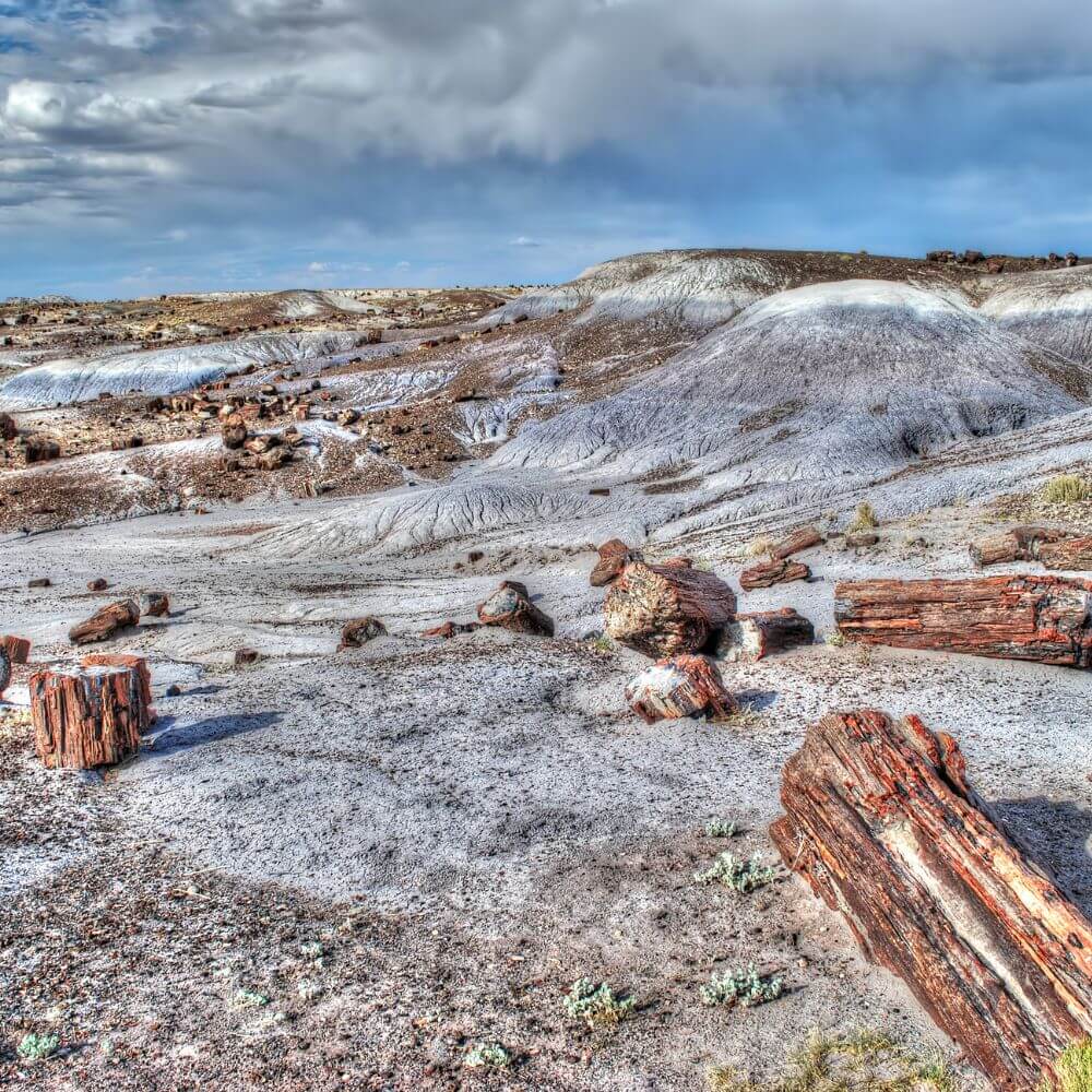petrified forest gallery 6