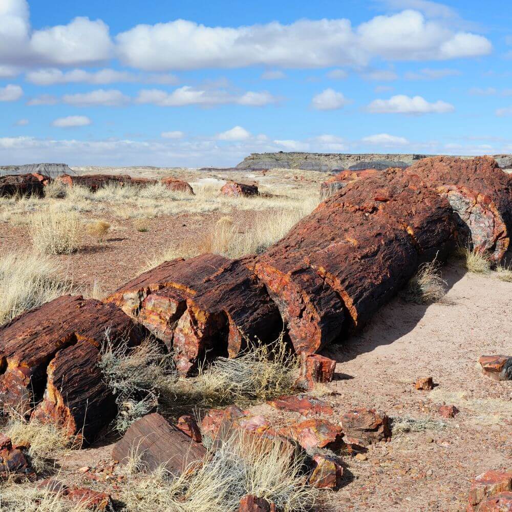 petrified forest gallery 8