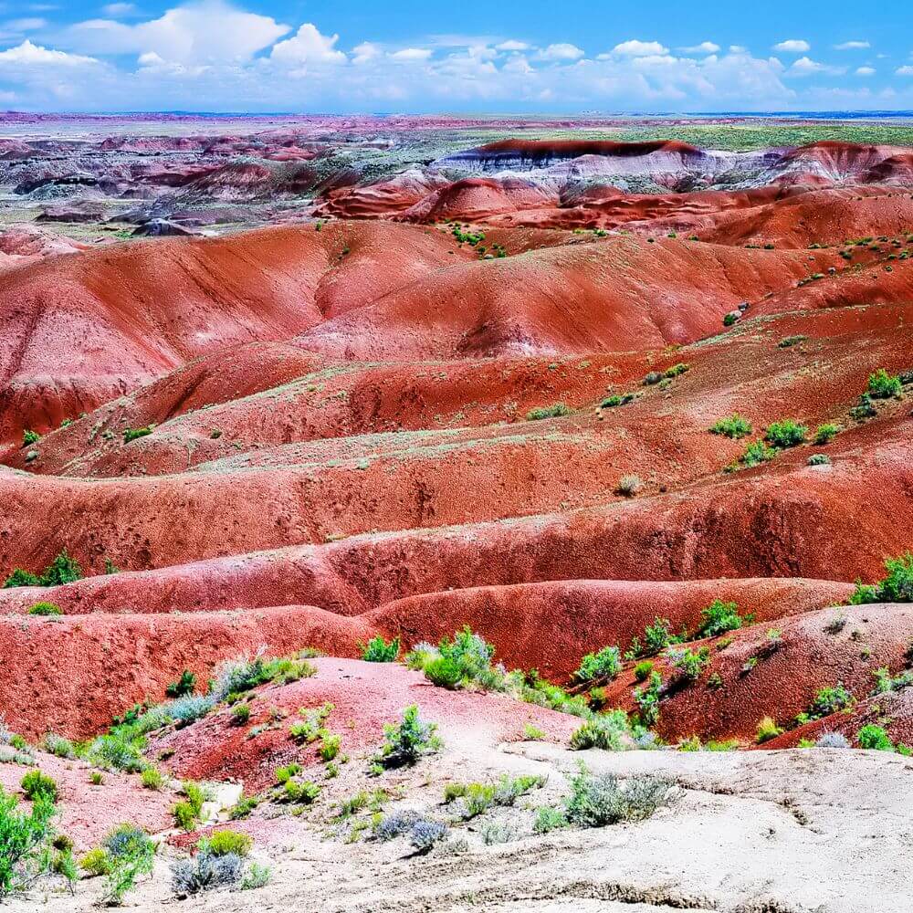 petrified forest gallery 9